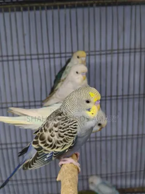 New Adult Budgie Birds