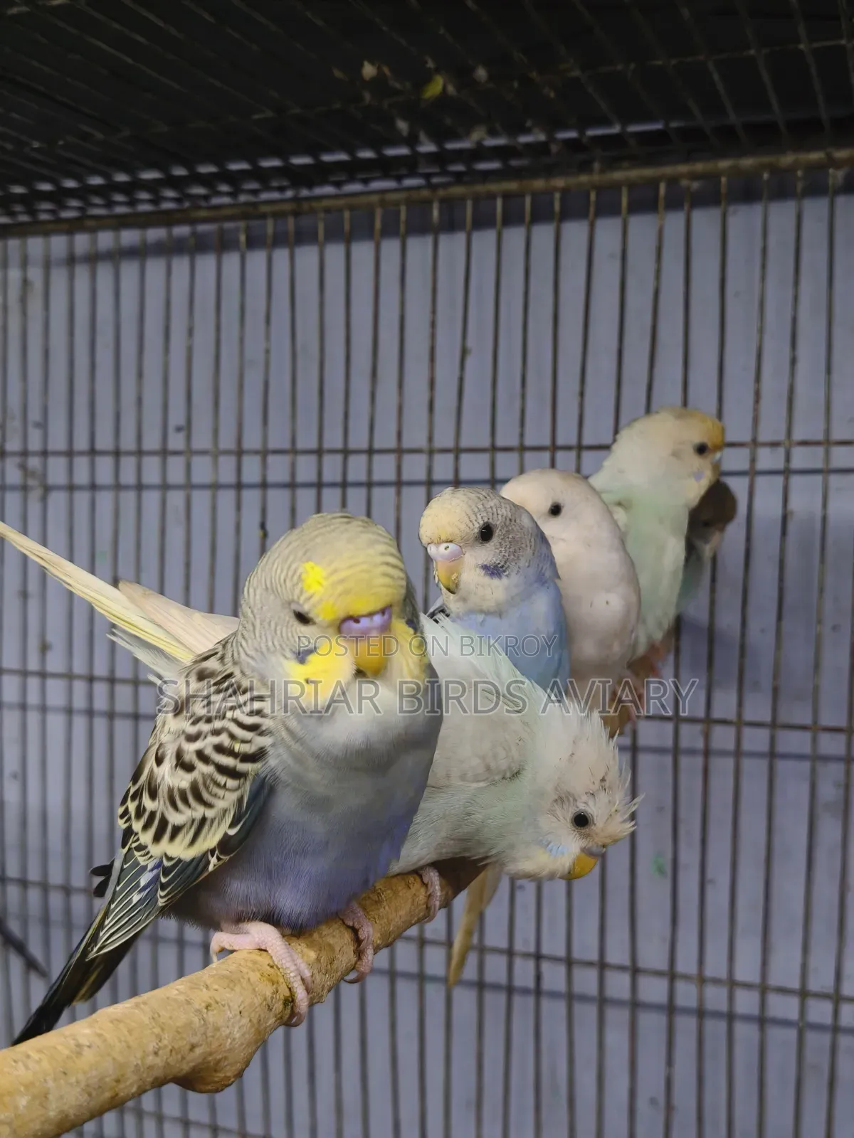 New Adult Budgie Birds