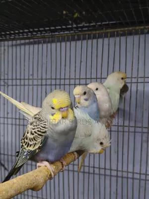 New Adult Budgie Birds