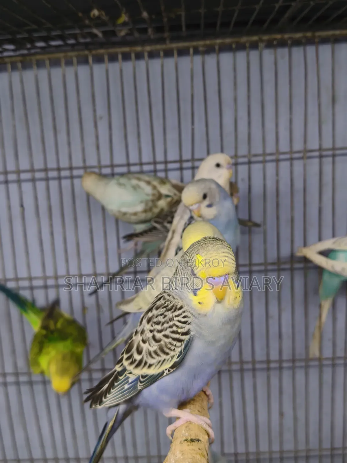 New Adult Budgie Birds