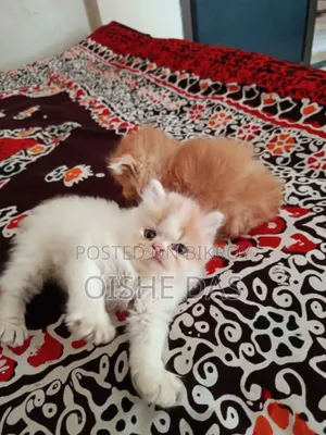1-3 Months Female Purebred Persian