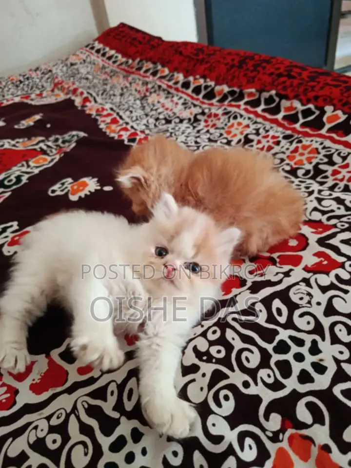 1-3 Months Female Purebred Persian