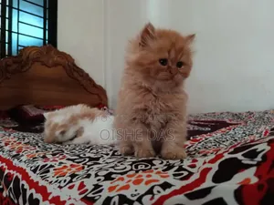 1-3 Months Female Purebred Persian