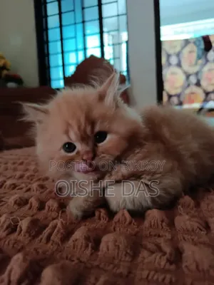 1-3 Months Female Purebred Persian