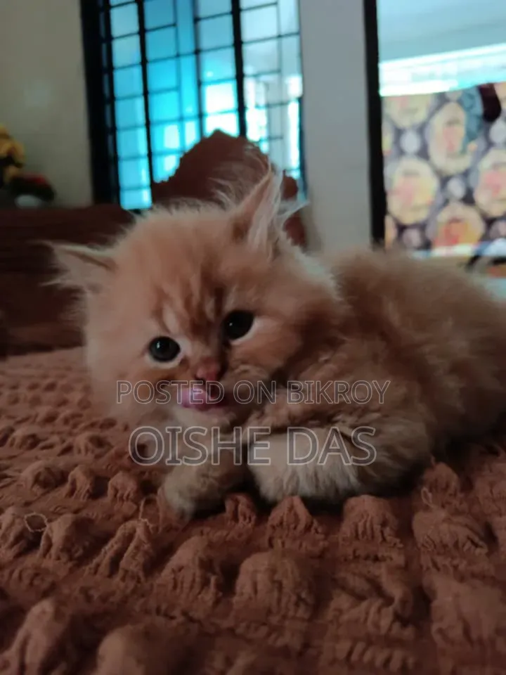 1-3 Months Female Purebred Persian