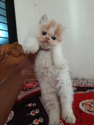 1-3 Months Female Purebred Persian