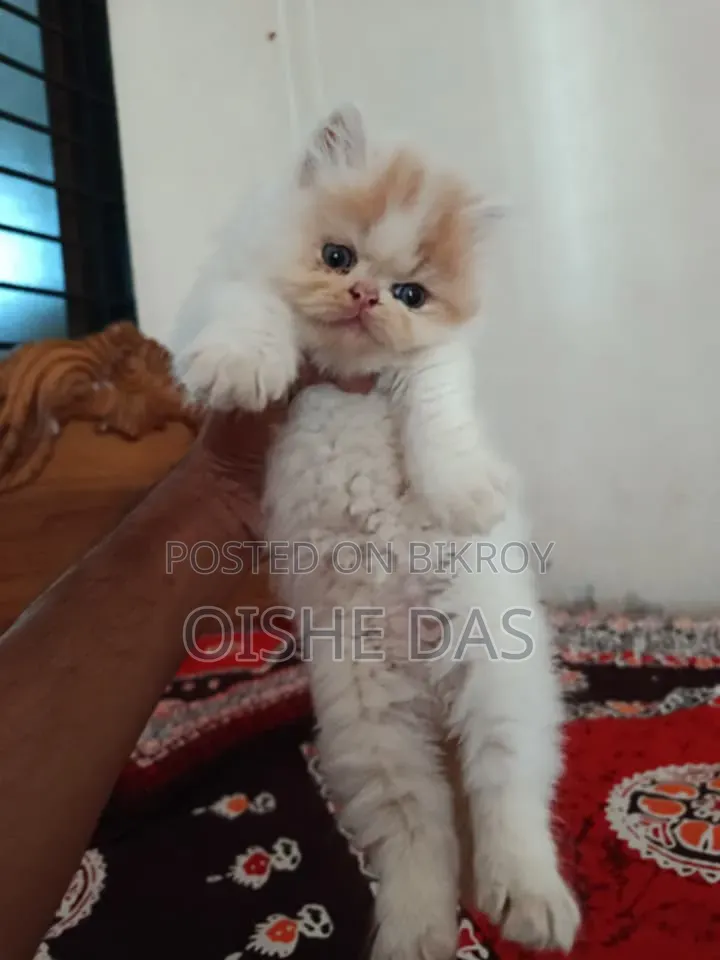1-3 Months Female Purebred Persian