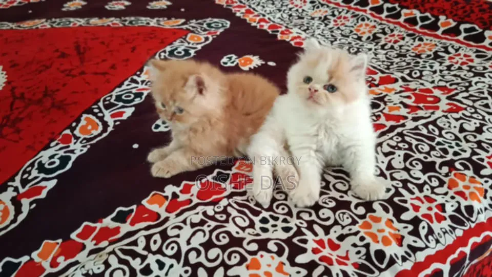 1-3 Months Female Purebred Persian