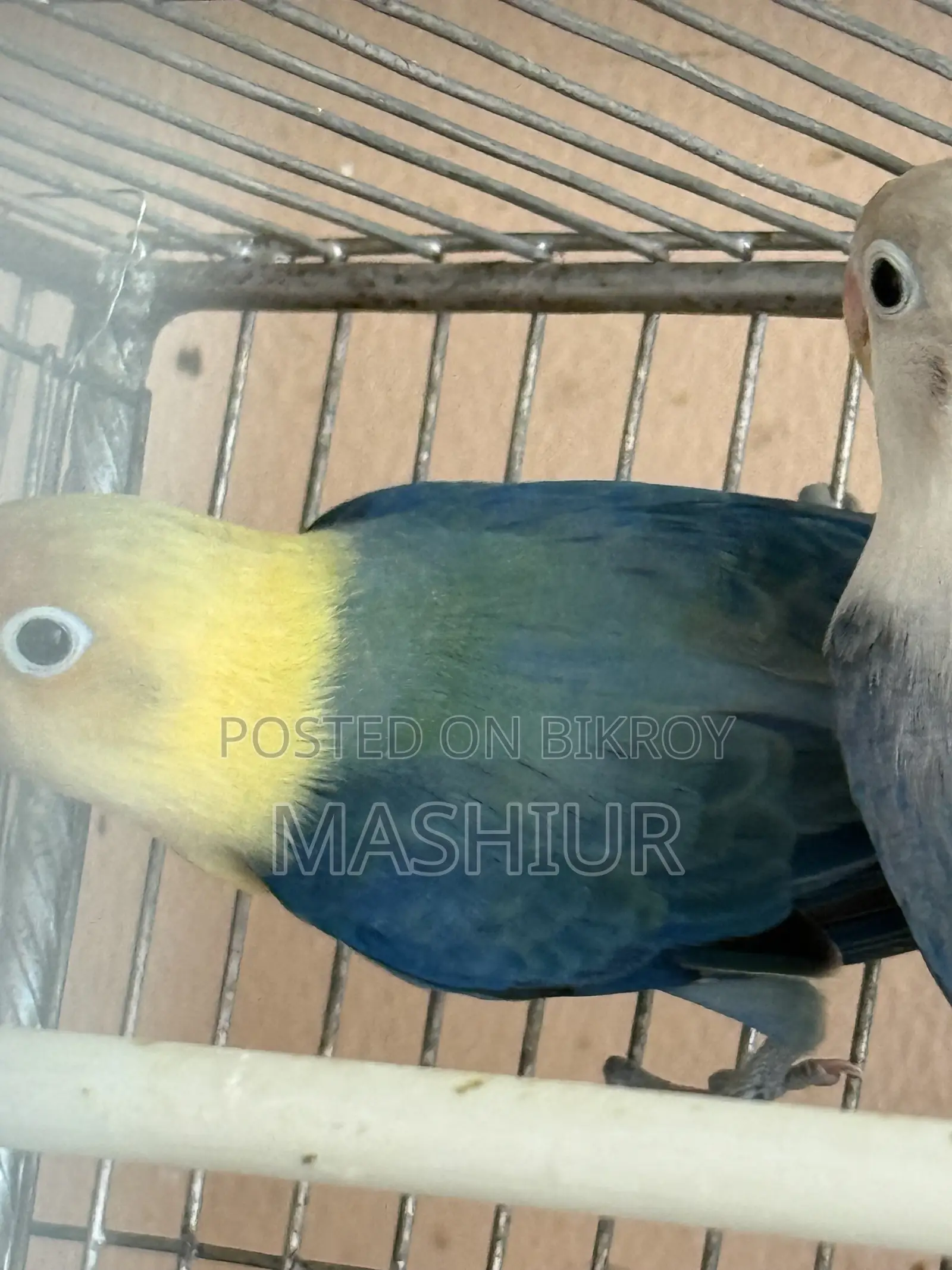 পারব্লু এবং ভায়োলেট অপালাইন