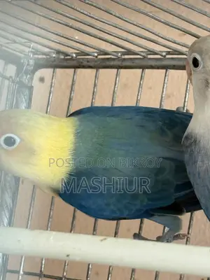 পারব্লু এবং ভায়োলেট অপালাইন