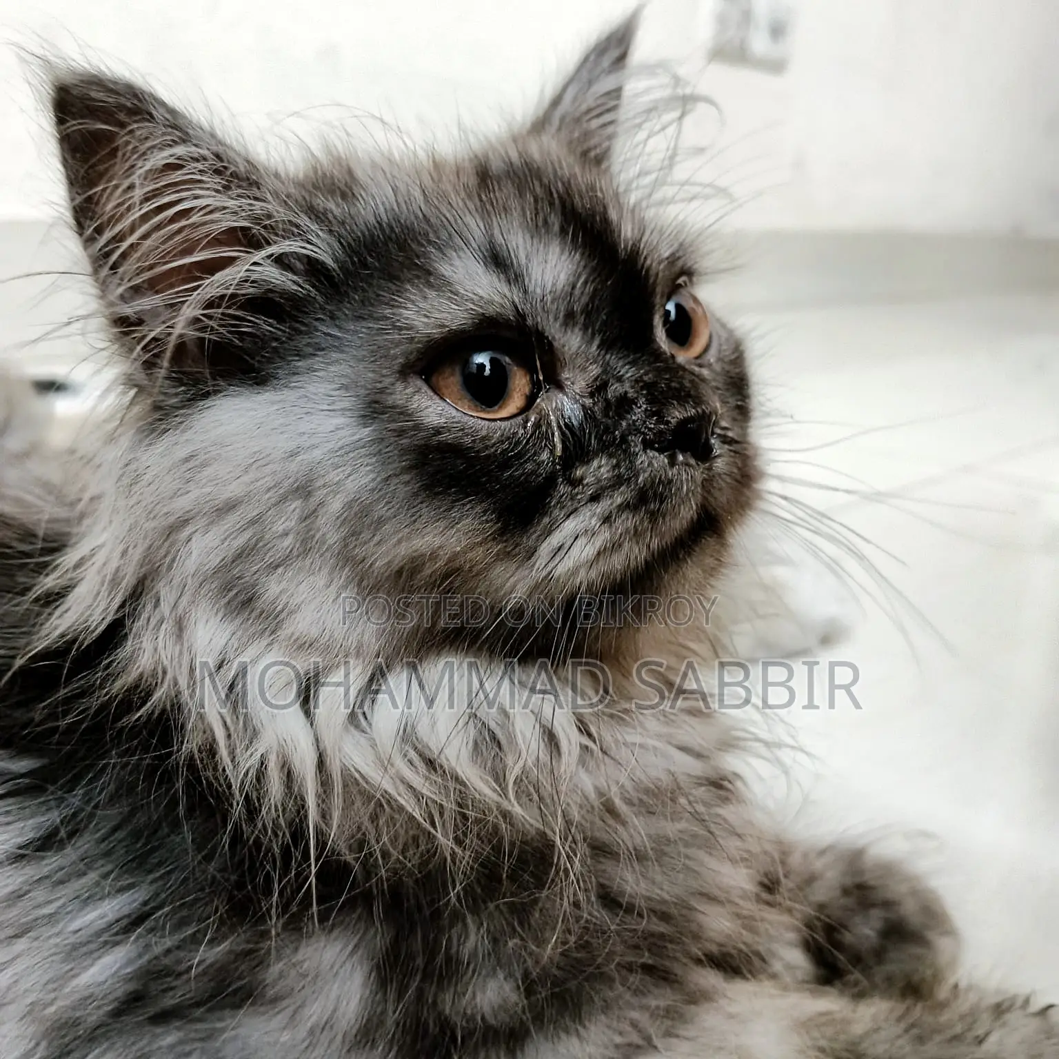 1-3 Months Female Purebred Persian