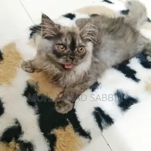 1-3 Months Female Purebred Persian