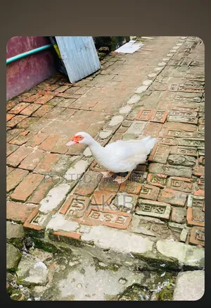 Two Female Chinese Ducks will be sold.