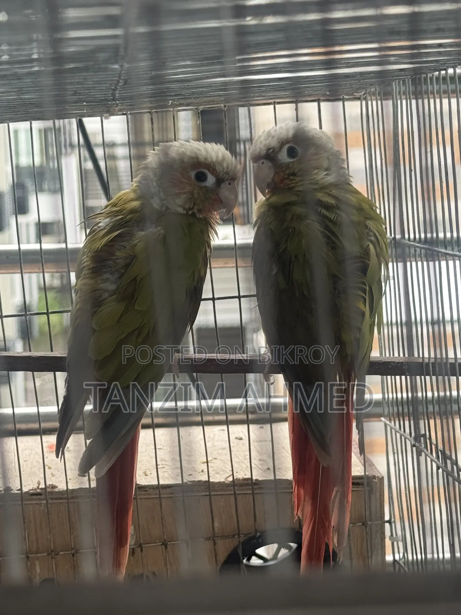 Pineapple Conure