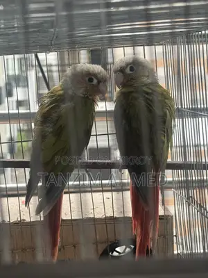 পাইনএপল কোনুর