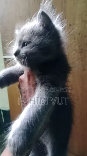১-৩ মাস বয়সী পুরুষ মিক্সড ব্রিড ম্যানক্স