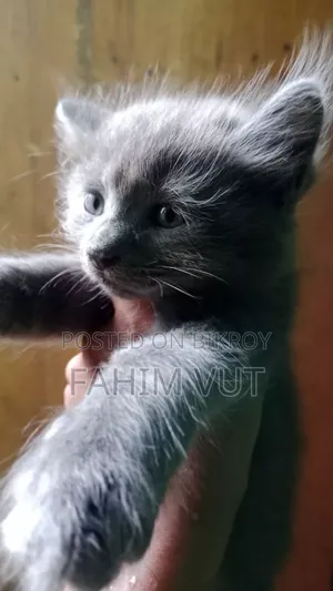 ১-৩ মাস বয়সী পুরুষ মিক্সড ব্রিড ম্যানক্স