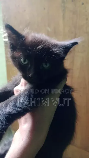 ১-৩ মাস বয়সী পুরুষ মিক্সড ব্রিড ম্যানক্স