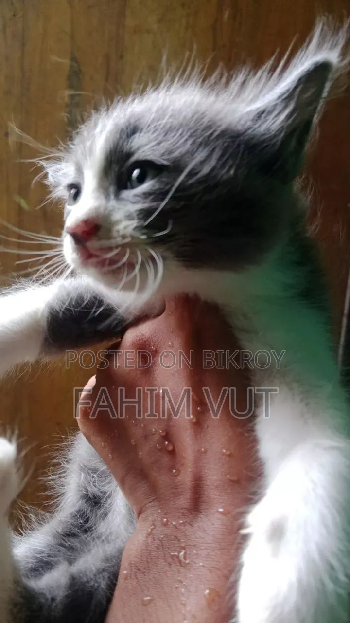 ১-৩ মাস বয়সী পুরুষ মিক্সড ব্রিড ম্যানক্স