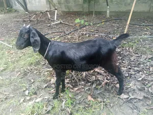 খাসি ও তিন বাচ্চা সহ ছাগি ছাগল