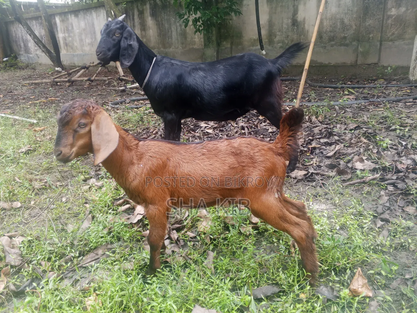 খাসি ও তিন বাচ্চা সহ ছাগি ছাগল