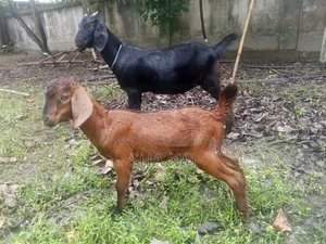 খাসি ও তিন বাচ্চা সহ ছাগি ছাগল