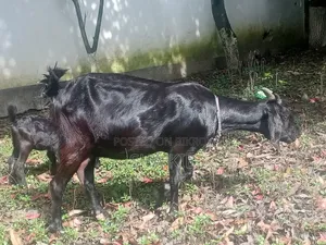 খাসি ও তিন বাচ্চা সহ ছাগি ছাগল