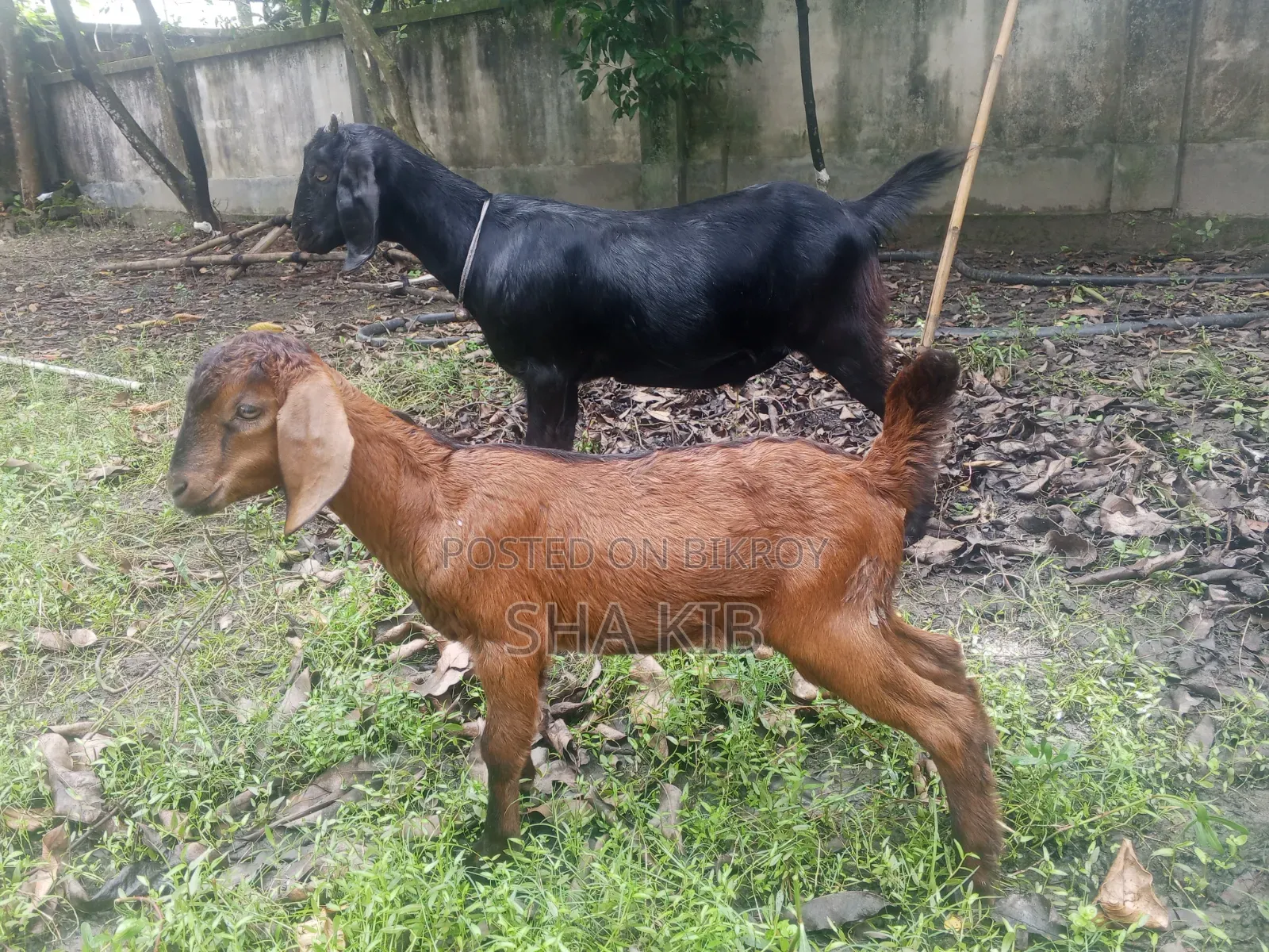 খাসি ও তিন বাচ্চা সহ ছাগি ছাগল