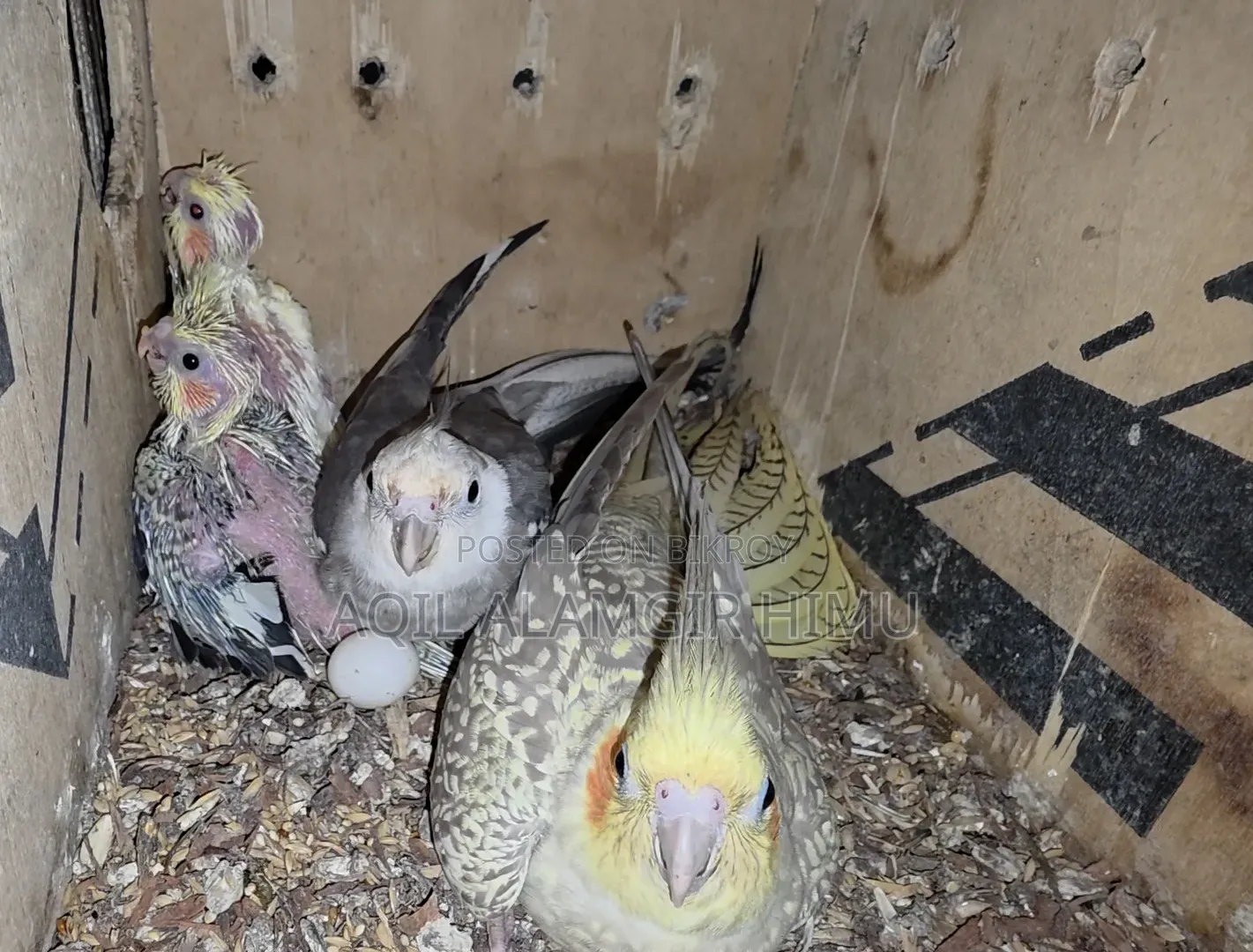 Cockatiel Bird, Cockatiel Bird