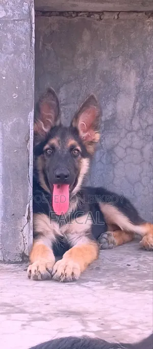 1-3 Months Male Purebred German Shepherd