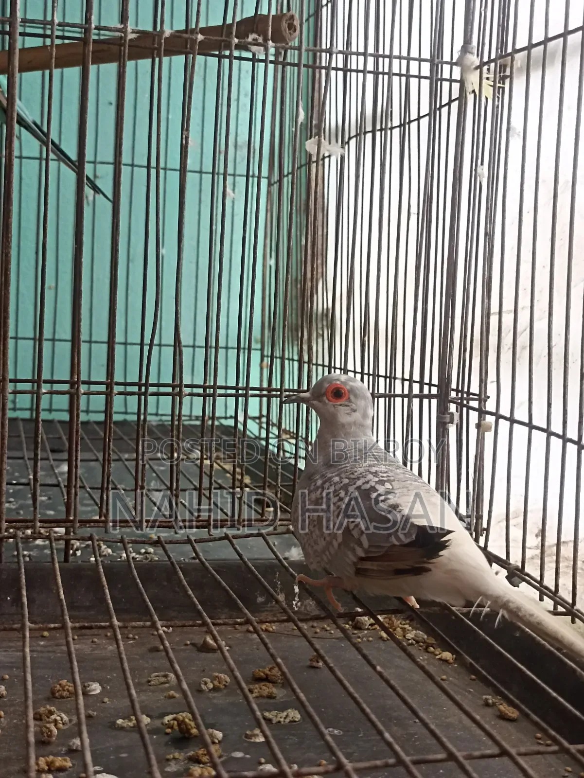 ফিমেল ডায়মন্ড ঘুঘু বিক্রি করা হবে