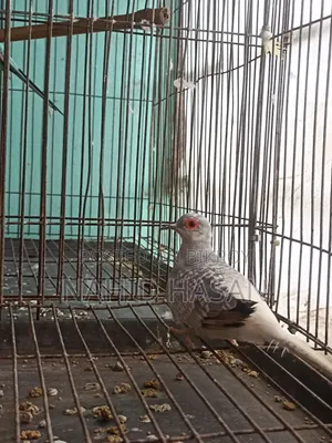 ফিমেল ডায়মন্ড ঘুঘু বিক্রি করা হবে