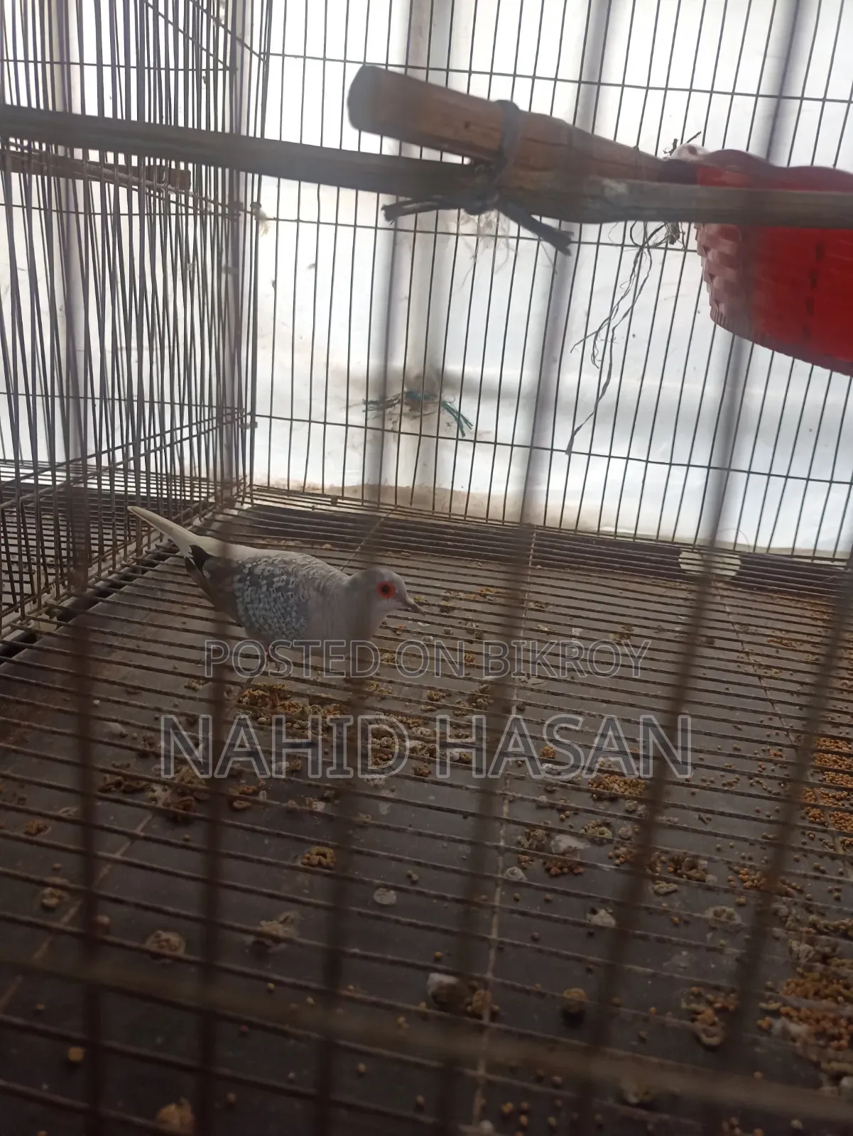 ফিমেল ডায়মন্ড ঘুঘু বিক্রি করা হবে
