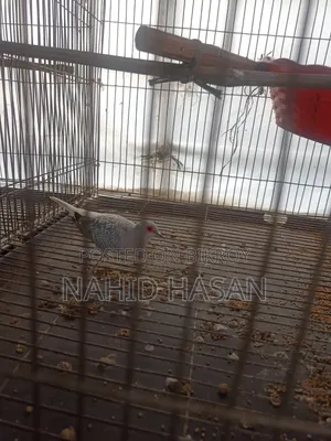 ফিমেল ডায়মন্ড ঘুঘু বিক্রি করা হবে