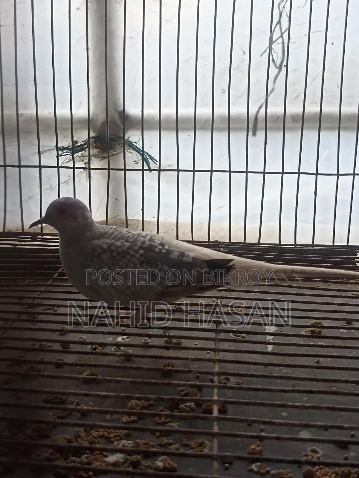 ফিমেল ডায়মন্ড ঘুঘু বিক্রি করা হবে