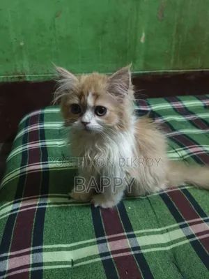 1-3 Months Male Purebred Persian