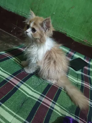 1-3 Months Male Purebred Persian