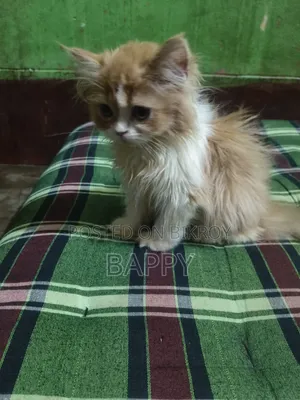 1-3 Months Male Purebred Persian