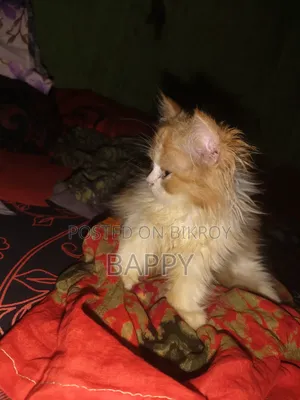 1-3 Months Male Purebred Persian