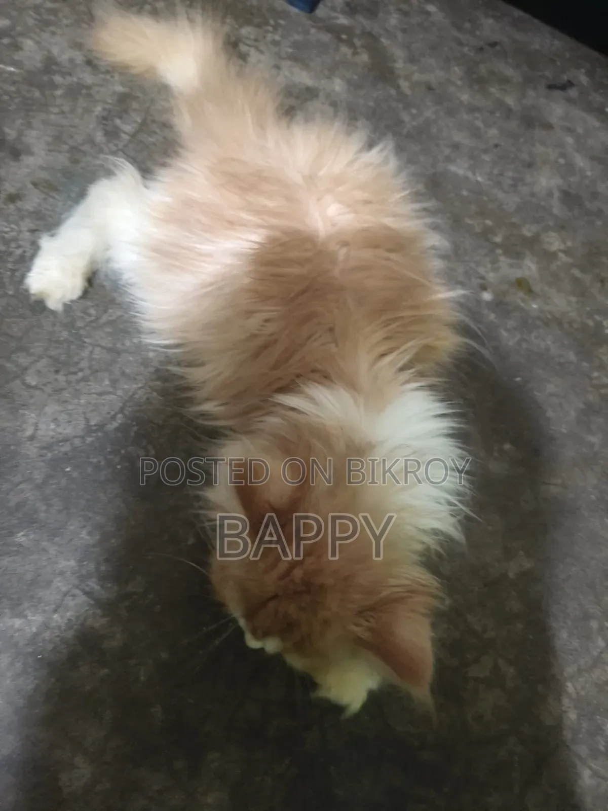 1-3 Months Male Purebred Persian