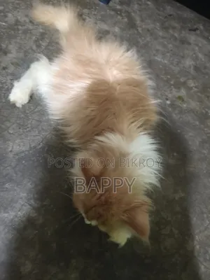1-3 Months Male Purebred Persian