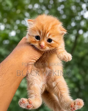 0-1 Month Female Purebred Persian