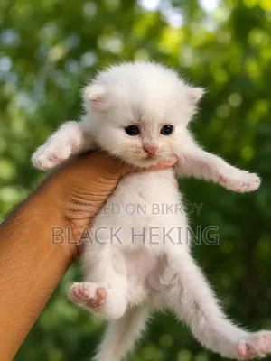 0-1 Month Female Purebred Persian