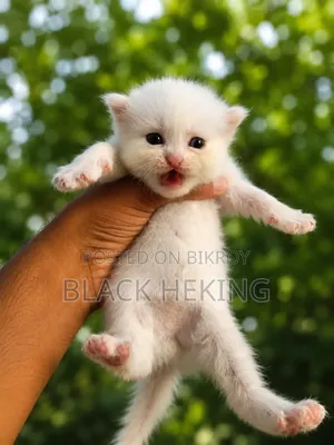 0-1 Month Female Purebred Persian