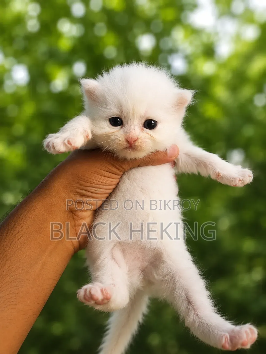 0-1 Month Female Purebred Persian
