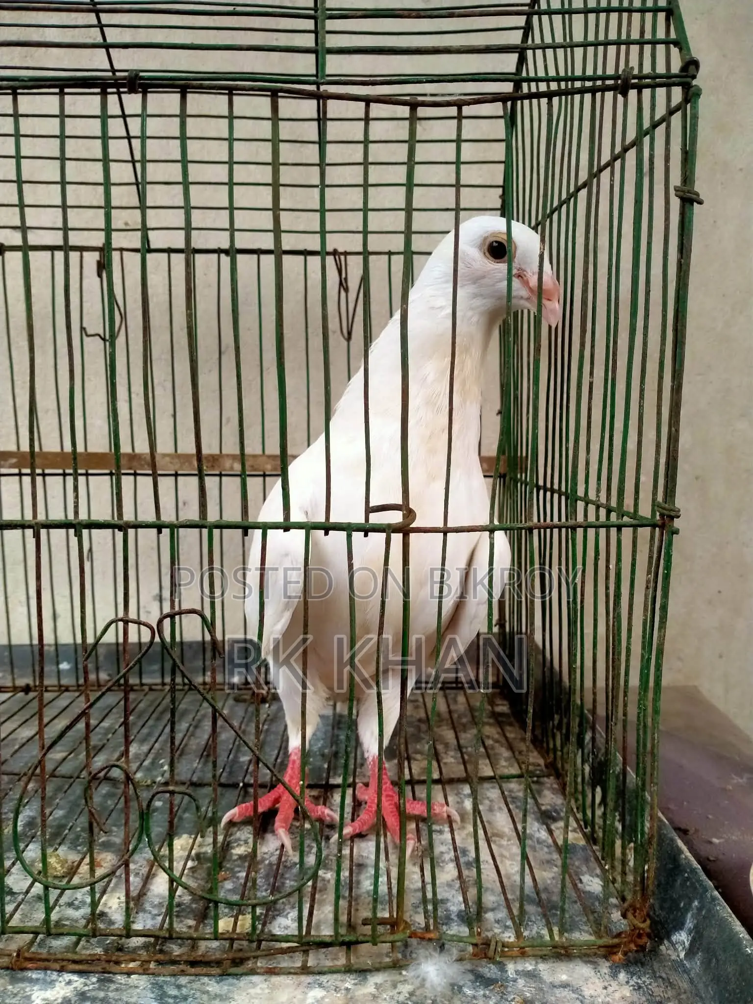 হোয়াইট বার্ব হুমা নর