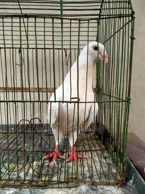 হোয়াইট বার্ব হুমা নর