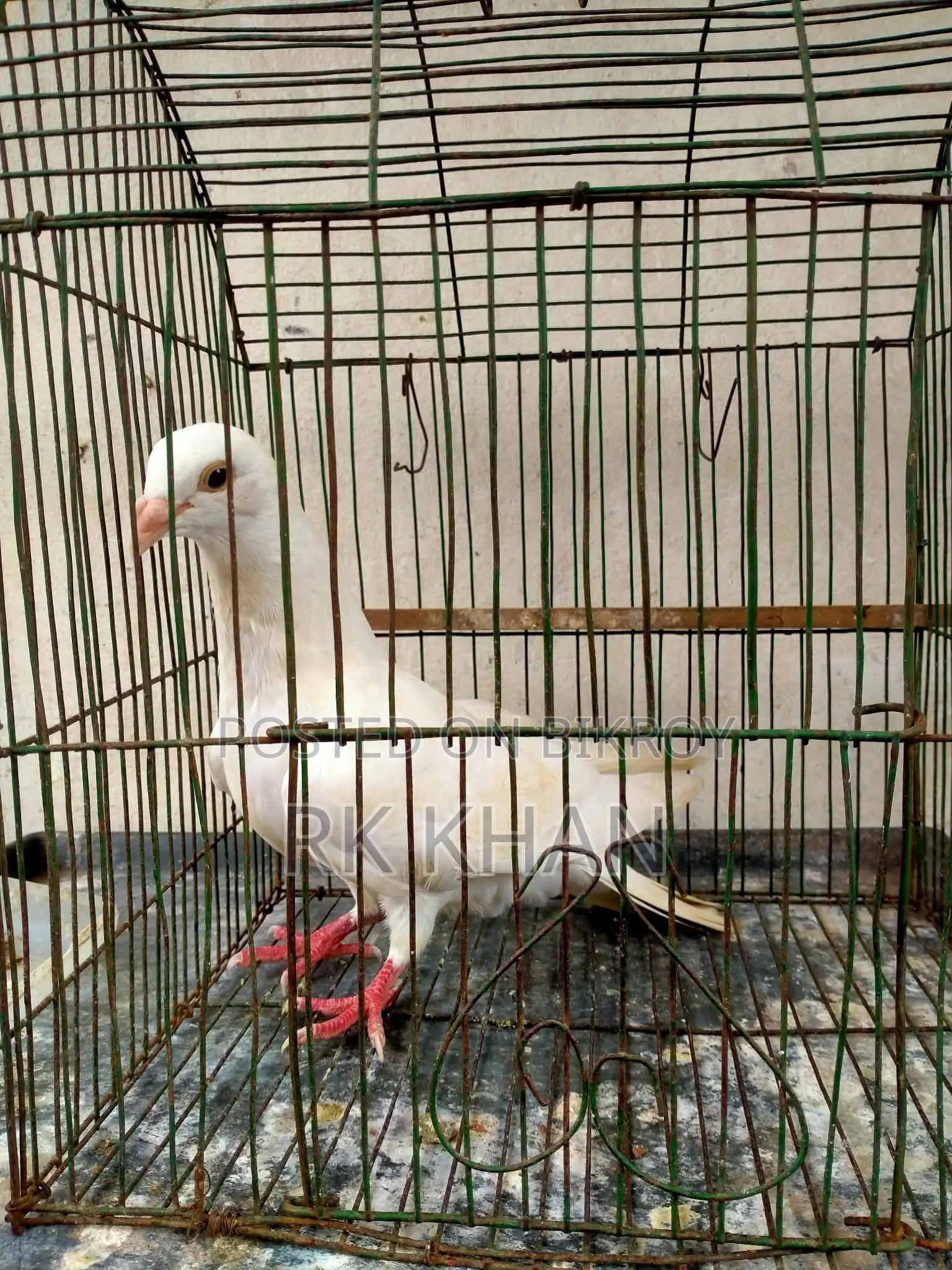 হোয়াইট বার্ব হুমা নর