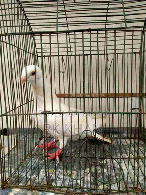 হোয়াইট বার্ব হুমা নর