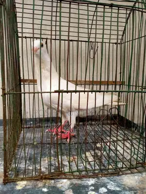 হোয়াইট বার্ব হুমা নর